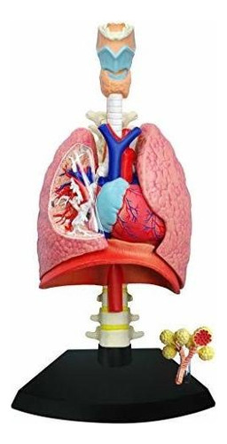 Juego Educativo De Cienci Tedco 4d Respiratory System M