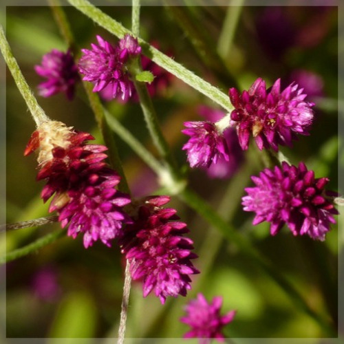 Semillas De Flor Rubi Ornamental.