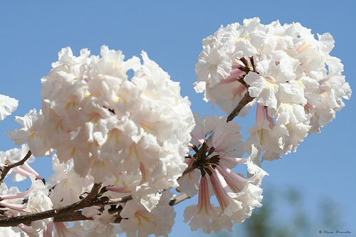 Ipê Branco - Sementes Arvore Flor Para Mudas | Parcelamento sem juros