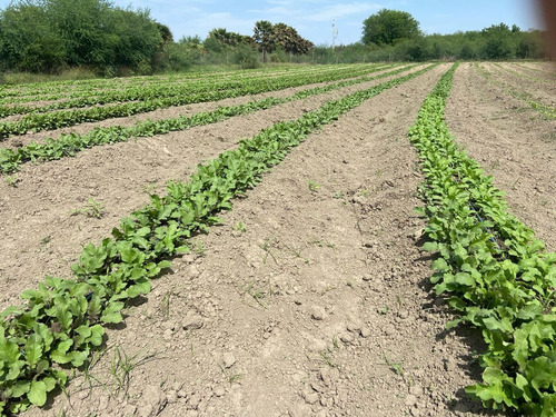 Terreno En Venta En Cadereyta