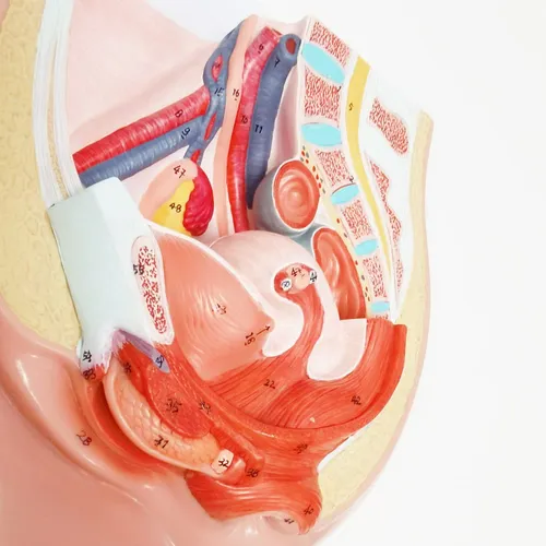 Modelo Anatomia Pelvis Femenina Humana Organo Reproductor
