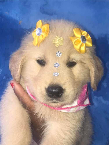 Lindos Golden Retriever Entrega Imediata