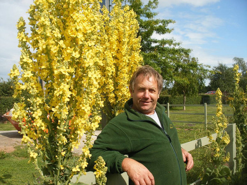 40 Sementes Verbascum Thapsus Verbasco Barbasco Mullein Flor