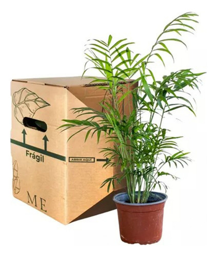 Flores Artificiales Secas Planta