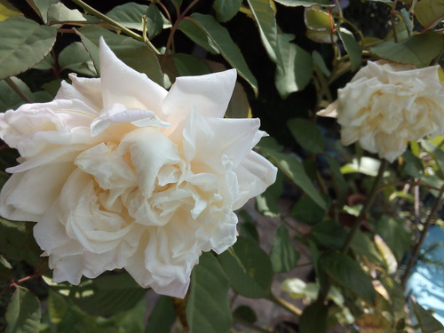 Planta Rosa Blanca