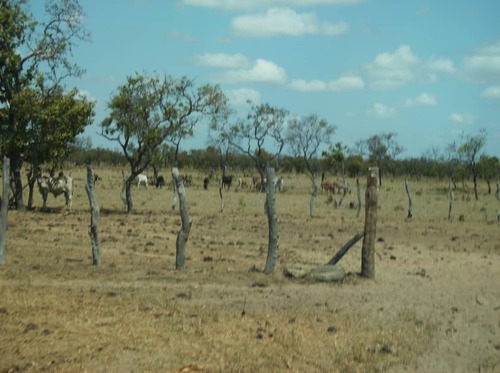 Imagen 5 de 12 de 350 Hectareas De Tierra Parmana Espino Morichales Y Pozos