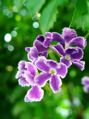 Flor de novia sale