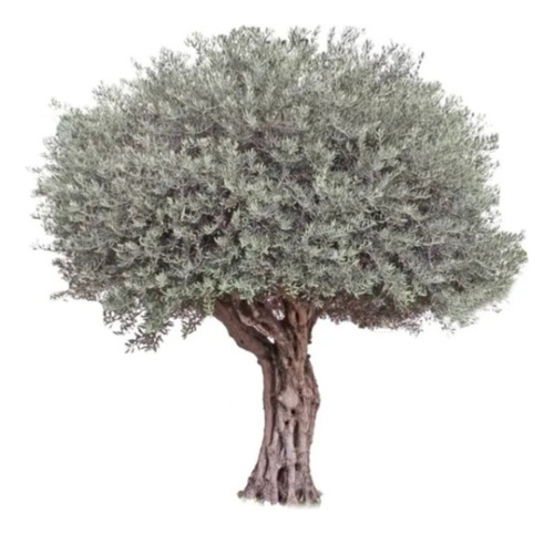 Árbol Olivo Centenario