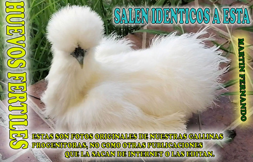Silkie 6 Huevos Fértiles De Gallina Sedosa Original Sedoso (Usado)