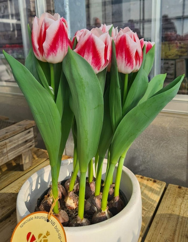 Imagen 1 de 6 de Bulbos De Tulipanes X5 Enraizados En Maceta 12 14 Colores