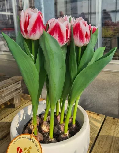 comentario Repetido terraza Bulbos Tulipanes | MercadoLibre 📦