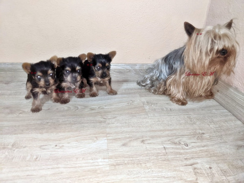 Bellos Yorkshire Terrier 550 Yorky Puros Macho Y Hembra