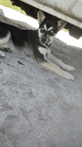 Cachorra Husky Siberiano Cruza Chow Chow