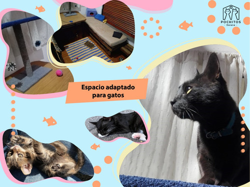 Imagen 6 de 10 de Guardería Y Pensionado Para Mascotas - Perros O Gatos