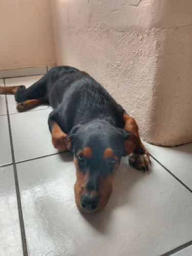 Imagem 4 de 5 de Vendo Rottweiler Fêmea 4 Meses