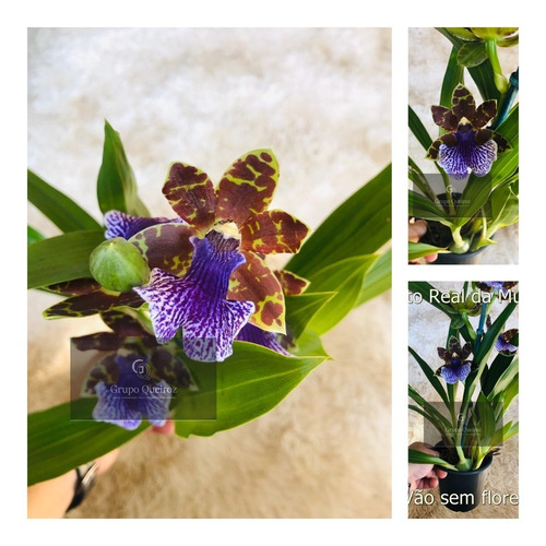 Orquídea Perfumada Zygopetalum Mackaii (tamanho Adulto)