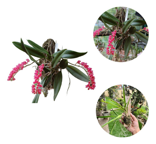 Orquidea Rodriguezia Royal Haste Floral ''toquinho Cachepo''