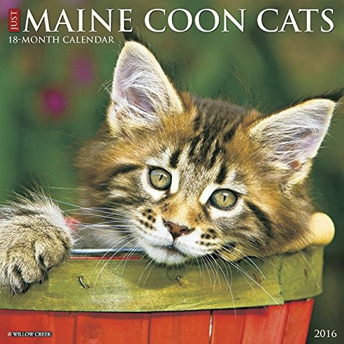 2016 Just Maine Coon Cats Wall Calendar
