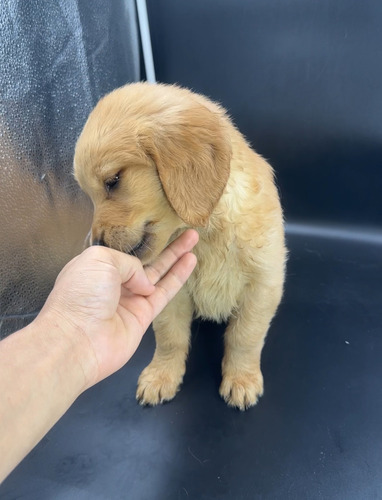 Golden Retriever Cachorro