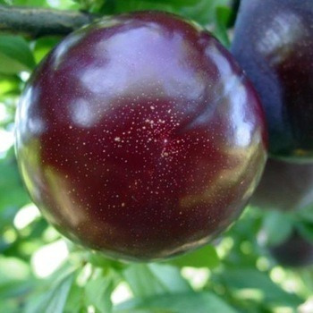 Imagen 4 de 10 de Combo 3 Arboles Frutales - Viv.hab.senasa-e.gratis Caba-gba