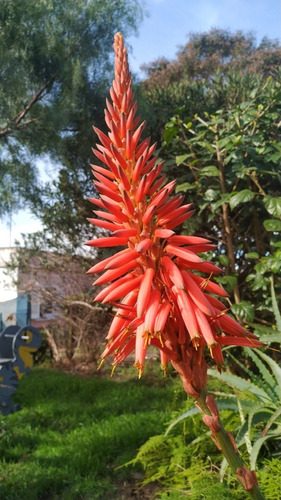 Aloe Arborescens / Savila Grandes