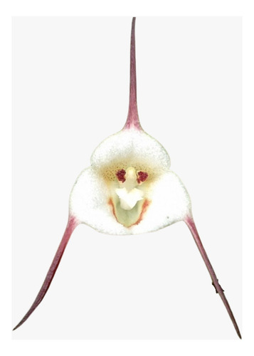 Cara De Macaco - Orquidea Dracula Lotax 