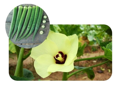 Quiabo Apuim - 1 Kg =15.000 Sem. Inicia Produção Aos 40 Di