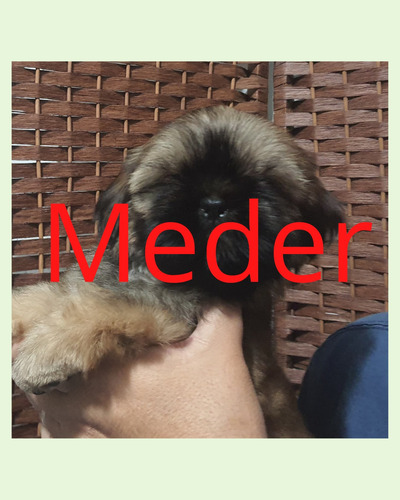 Imagen 6 de 9 de Shih Tzu