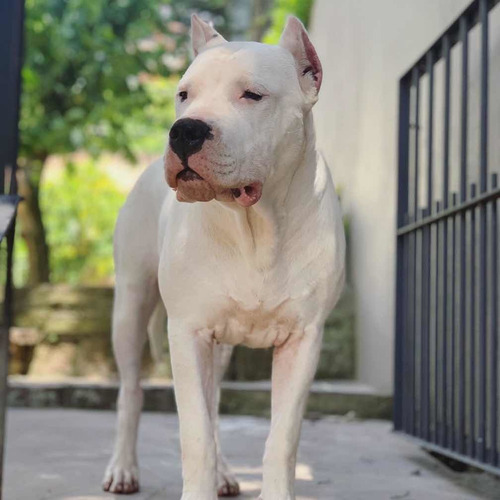 Pré Venda Filhote De Dogo Argentino Com Pedigree