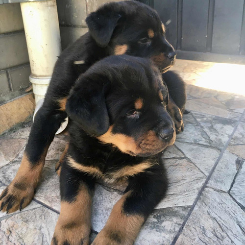 Imagem 5 de 5 de Vende-se Filhotes De Rottweiler