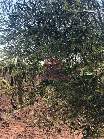 Imagen 4 de 19 de Greenwood Vende Hermosa Finca Con Viñedos, Casa, Galpon Y Pozo Para Riego