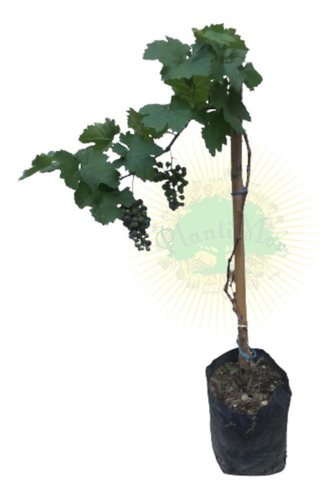Planta De Uva Red Globe De 35 Cms. De Alto Aprox.