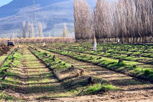 Venta Predio Agrícola Con Manejo Orgánico-til Til