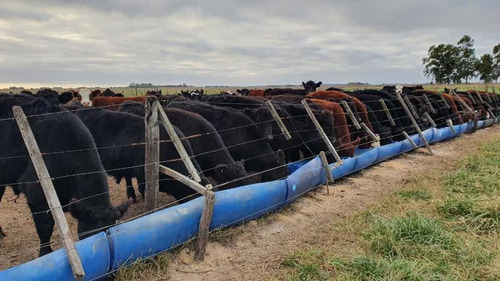 Comedero Bebedero Feedlot 100 Ganado Compostera Compost