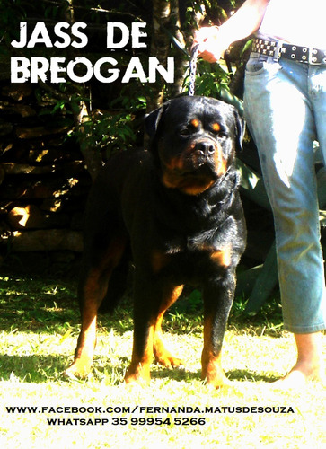 Filhotes De Rottweiler, Pai Importado Da Europa, Alto Padrão