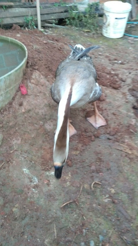 Imagem 1 de 3 de Ovos De Gansa Africano Puro Golado Vc Não Vai Se Arrepender