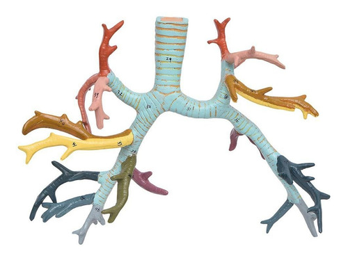 Cavidade Torácica 17 Partes Anatomia Humana Estudo Fisiologi