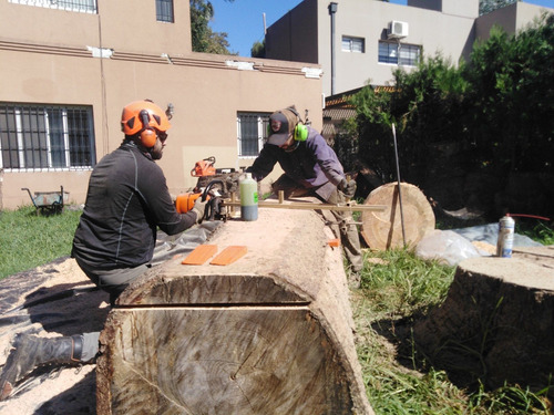 Imagen 8 de 10 de Poda De Altura - Extracciones - Limpieza Palmeras - Tala