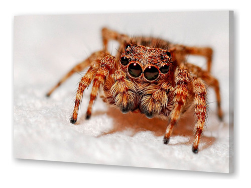 Cuadro Canvas Tarantula Araña Spider Insecto Wild P4