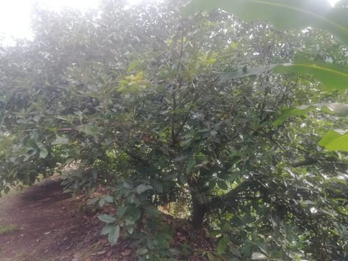 Finca En Venta En Manzanares - Caldas (279057445).