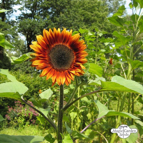 30 Semillas De Girasol Velvet Queen Autenticas Importadas