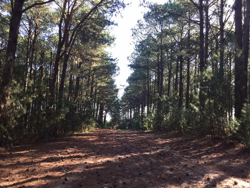 Chacra - Paraje Arazatí