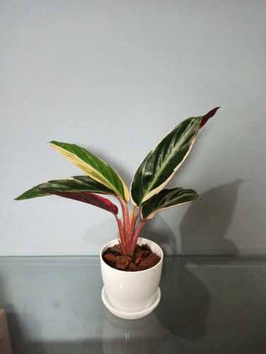 Planta Marantha Ktenante/triostar + Maceta Premium + Plato .