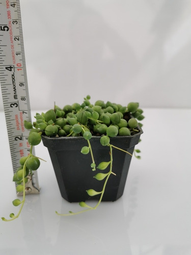 Imagen 6 de 11 de Suculenta Rosario (senecio Rowleyanus) 30 Pzas Envío Dhl