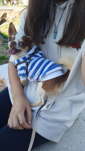 Chihuahuas Mini Pelo Largo Cabeza De Manzana