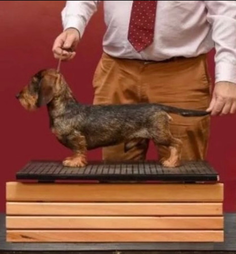 Dachschund Teckel Pelo Duro Mini Jabali