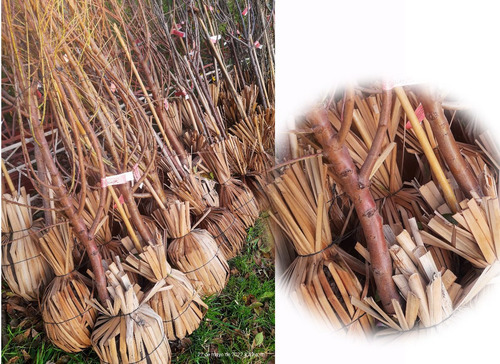Membrillo , Arbol Frutal