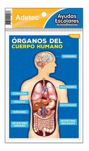 Ayuda Escolar Autoadhesiva Cuerpo Humano Adetec - Ofieduc