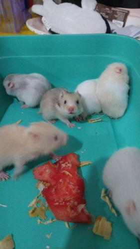 Imagem 5 de 5 de Hamsters Anão Russo