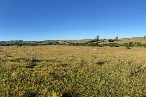 Campo 95 Há, Parte Contado Y El Resto Financiado